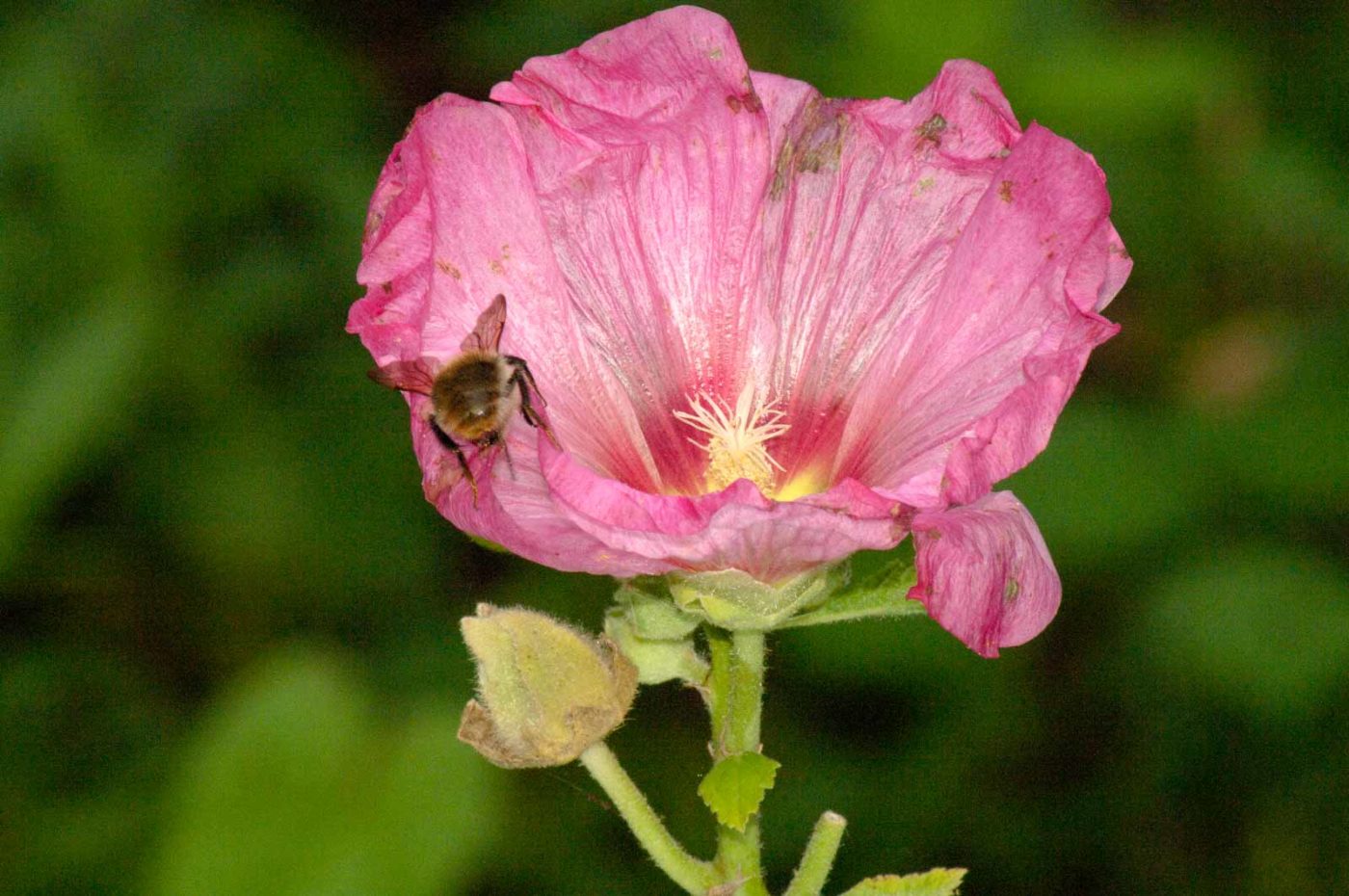 2017-09-22 - NSG Tippelsberg Bochum