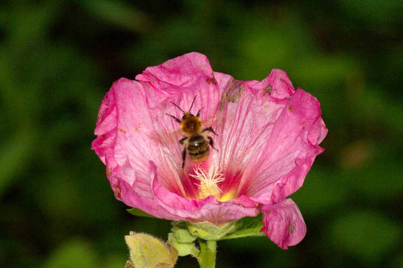 2017-09-22 - NSG Tippelsberg Bochum