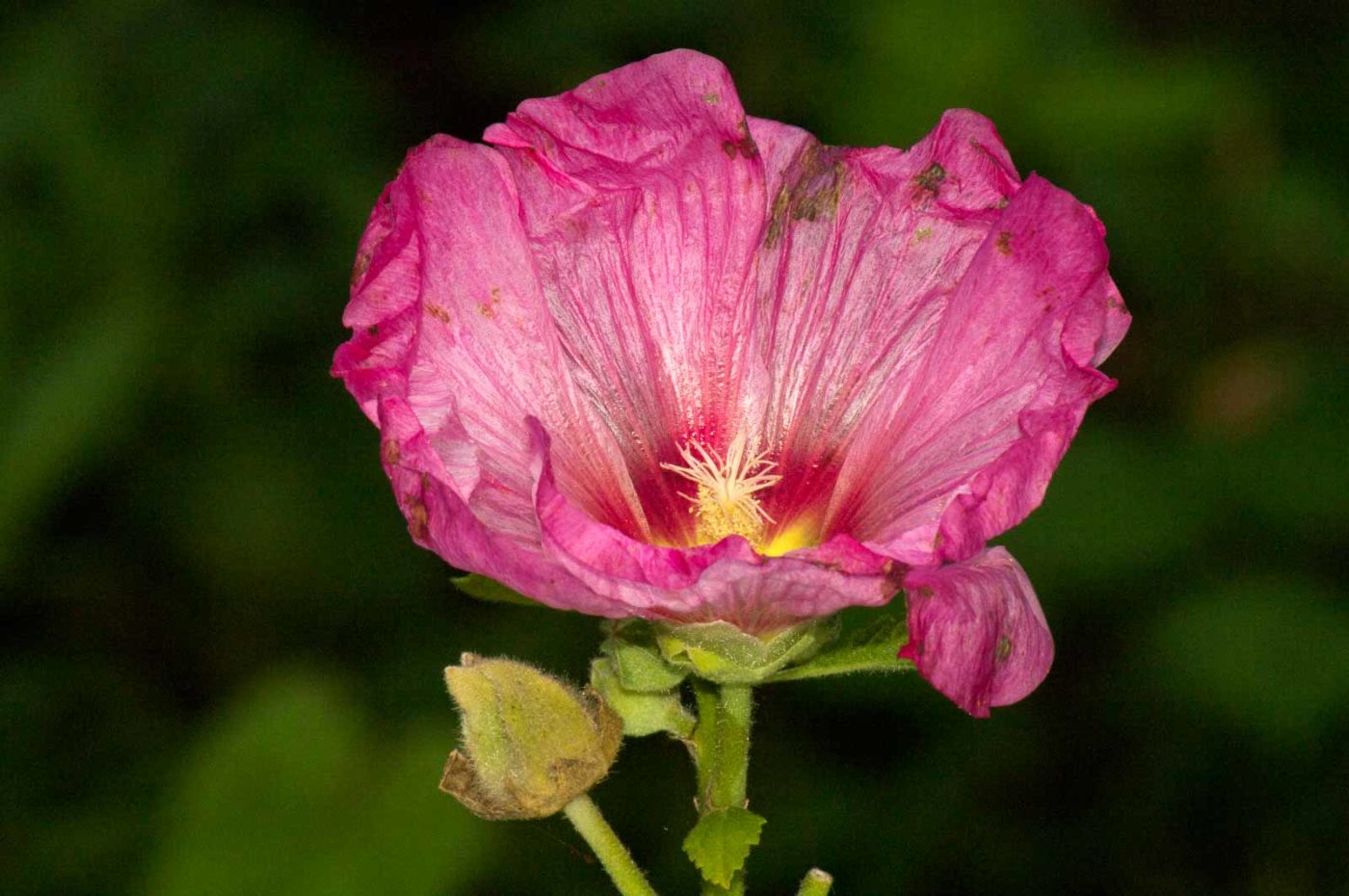 2017-09-22 - NSG Tippelsberg Bochum