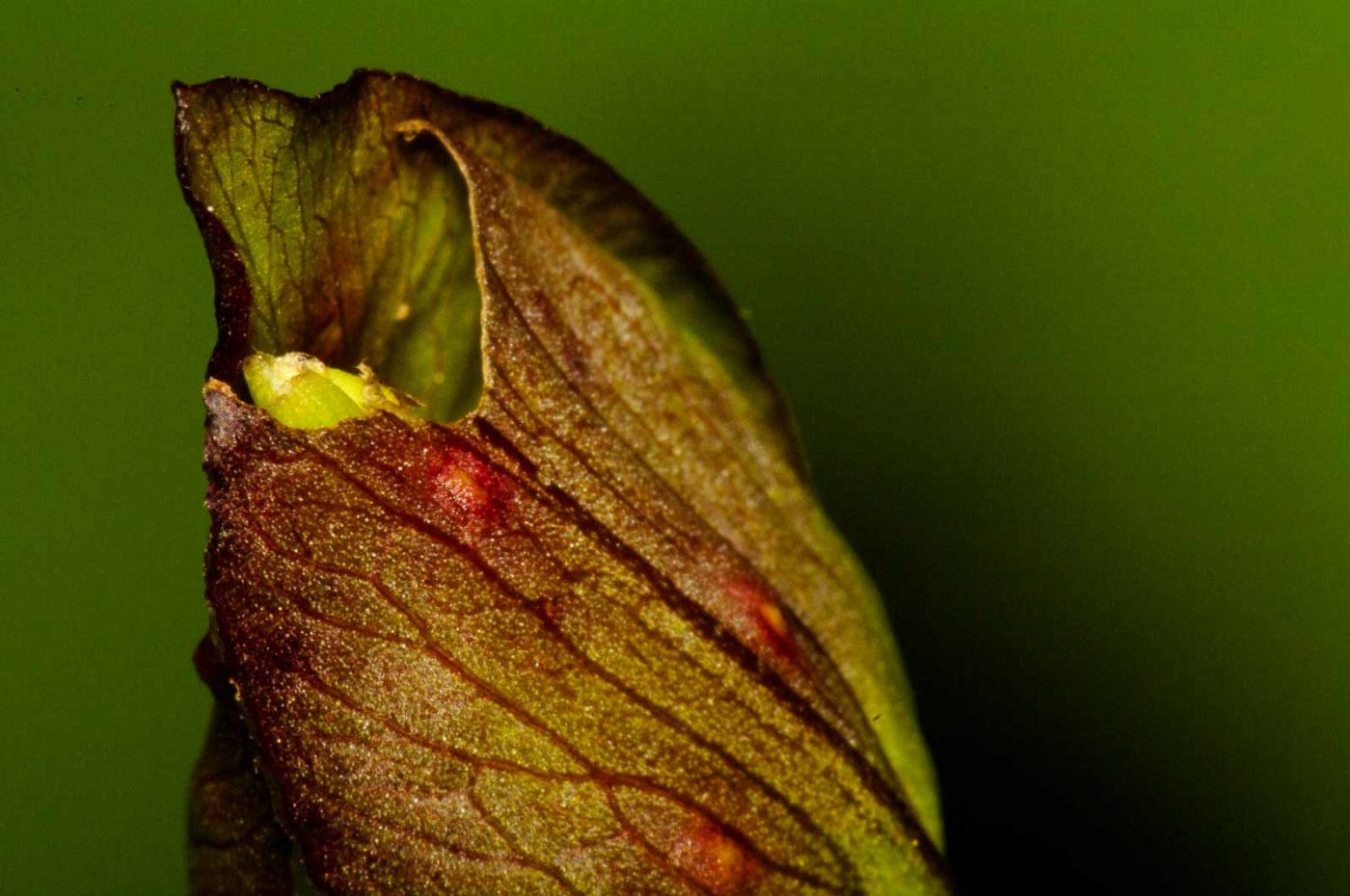 2017-09-22 - NSG Tippelsberg Bochum