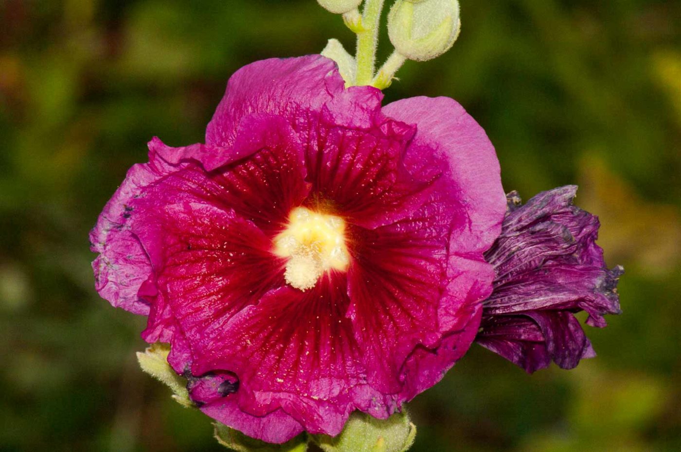 2017-09-22 - NSG Tippelsberg Bochum