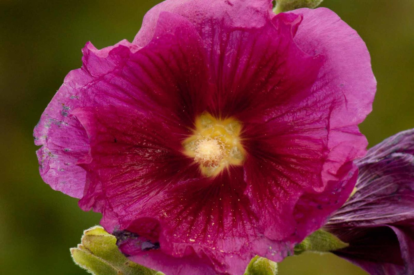 2017-09-22 - NSG Tippelsberg Bochum