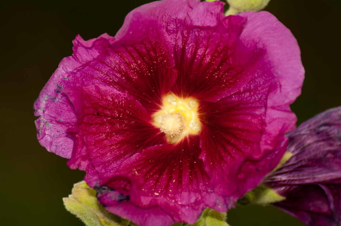 2017-09-22 - NSG Tippelsberg Bochum