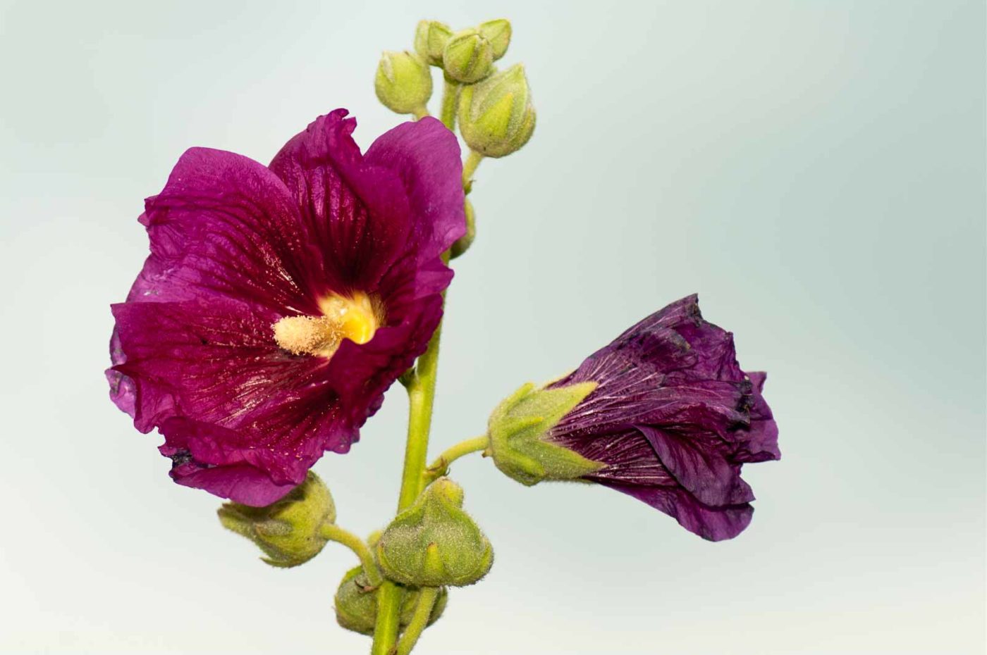 2017-09-22 - NSG Tippelsberg Bochum