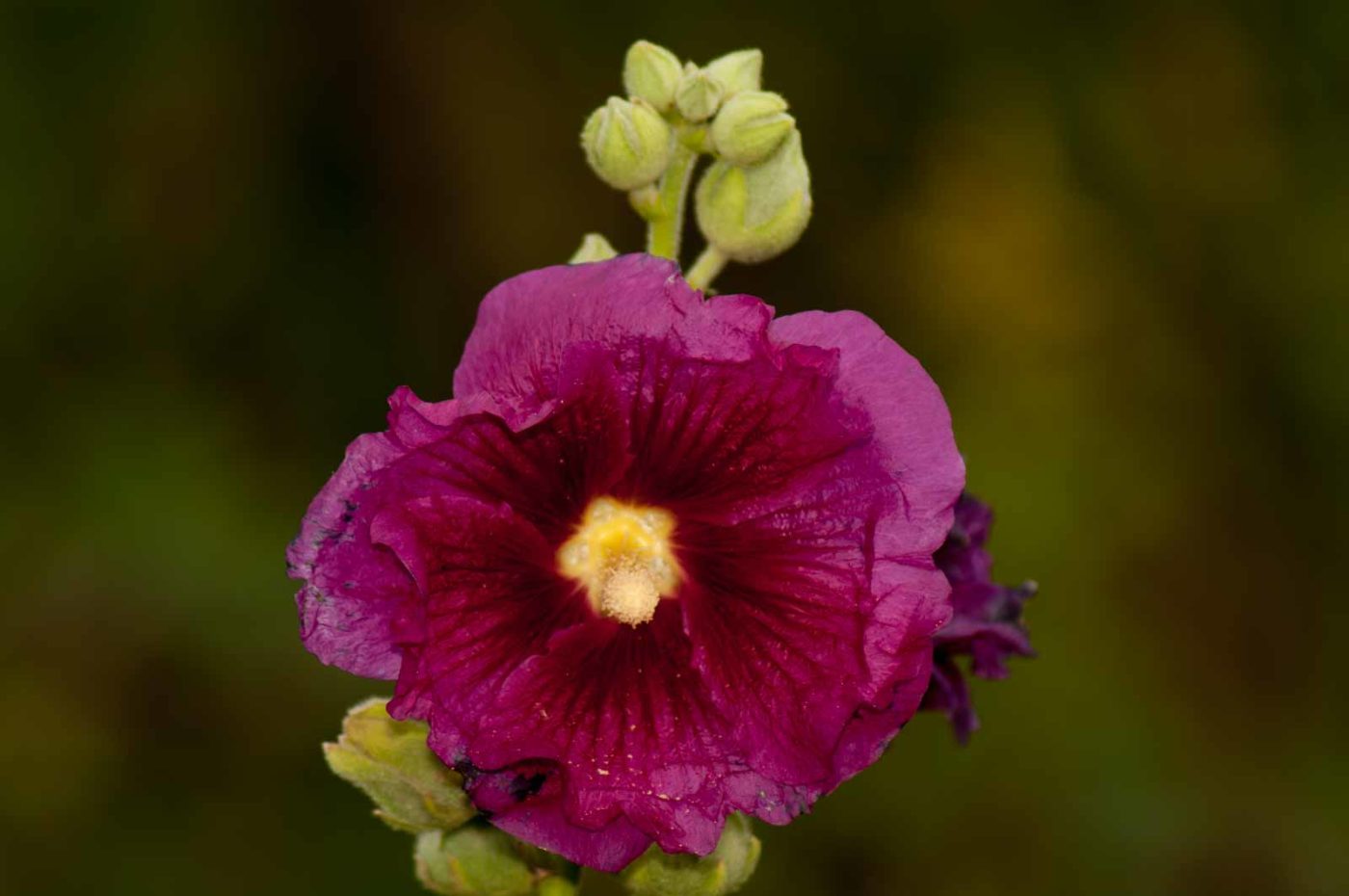 2017-09-22 - NSG Tippelsberg Bochum