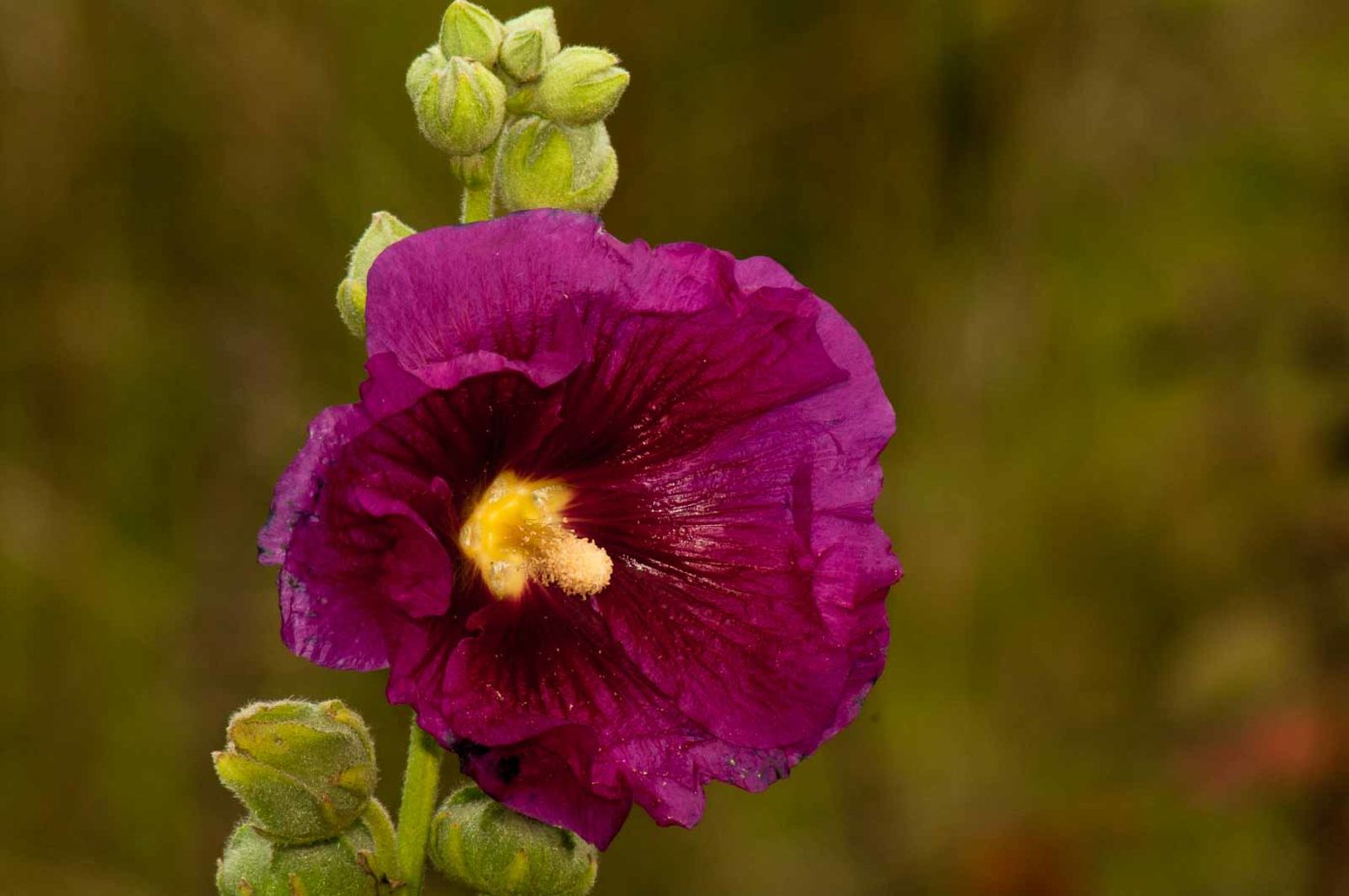 2017-09-22 - NSG Tippelsberg Bochum