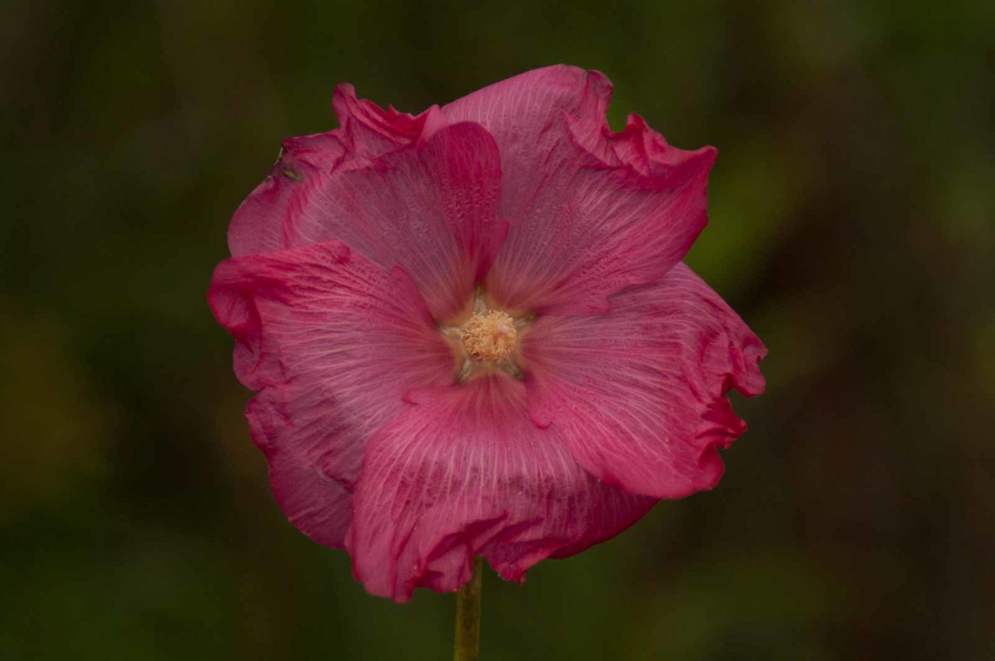 2017-09-22 - NSG Tippelsberg Bochum