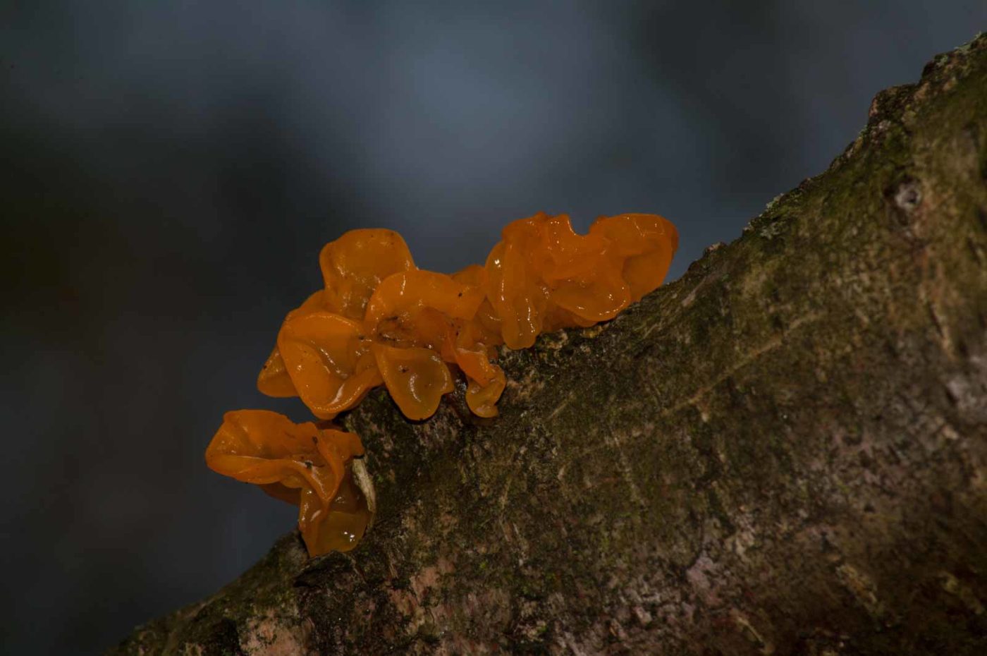 2017-09-24 - NSG Storchengraben Herne