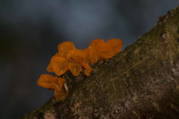 2017-09-24 - NSG Storchengraben Herne