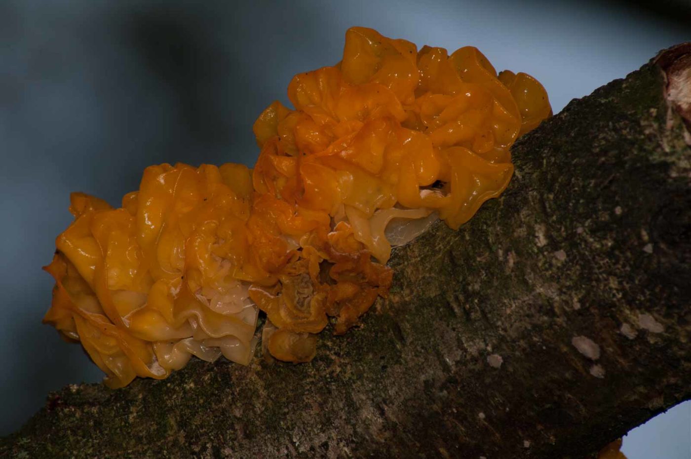 2017-09-24 - NSG Storchengraben Herne