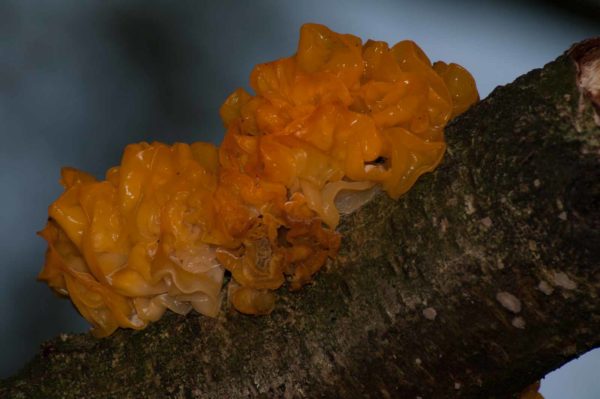 2017-09-24 - NSG Storchengraben Herne