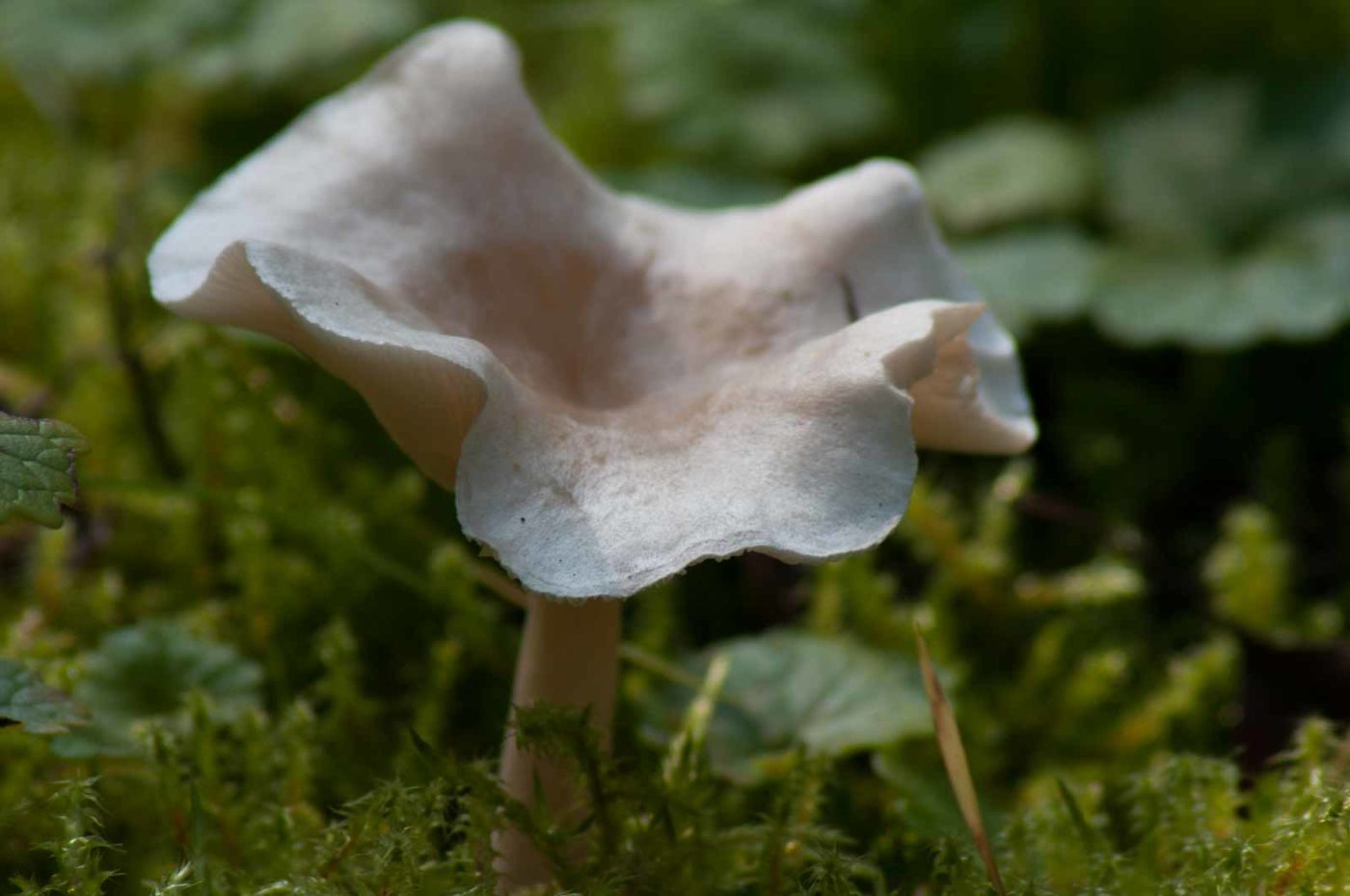 2017-09-24 - NSG Storchengraben Herne