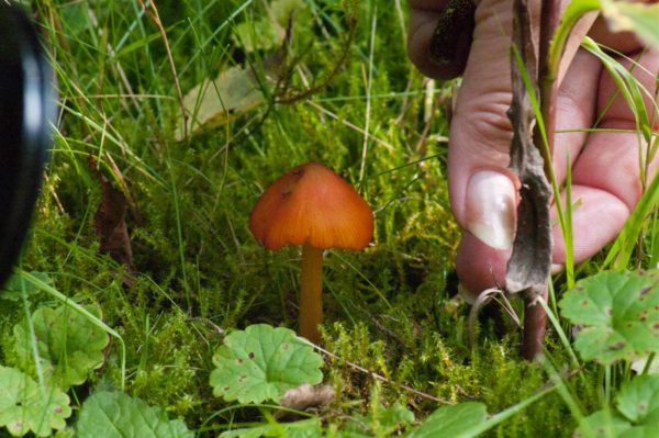 2017-09-24 - NSG Storchengraben Herne