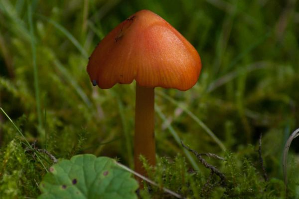 2017-09-24 - NSG Storchengraben Herne