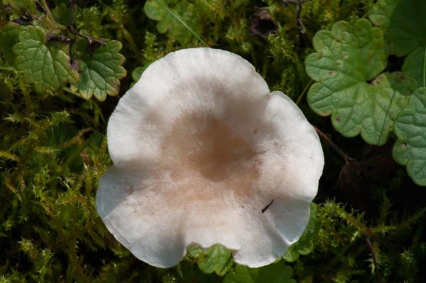 2017-09-24 - NSG Storchengraben Herne