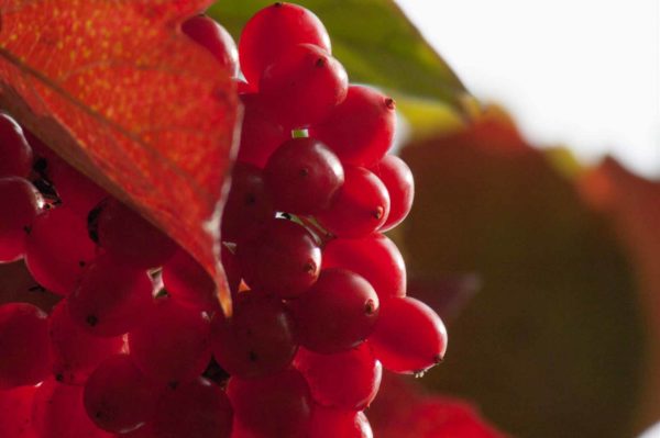 2017-09-24 - NSG Storchengraben Herne