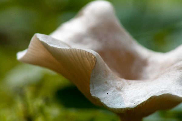 2017-09-24 - NSG Storchengraben Herne