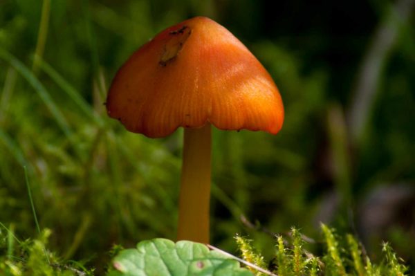 2017-09-24 - NSG Storchengraben Herne