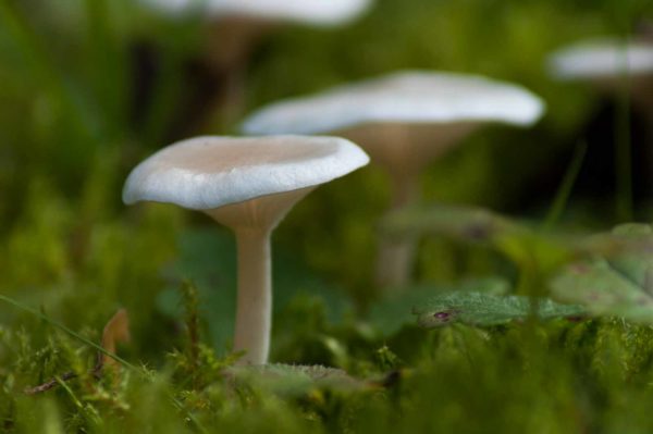 2017-09-24 - NSG Storchengraben Herne