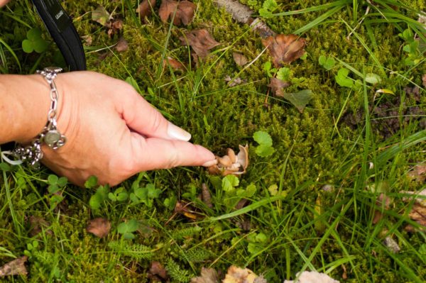 2017-09-24 - NSG Storchengraben Herne