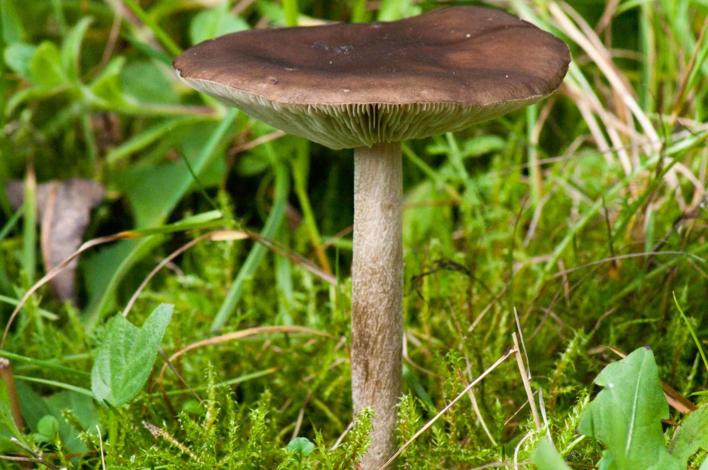 2017-09-24 - NSG Storchengraben Herne