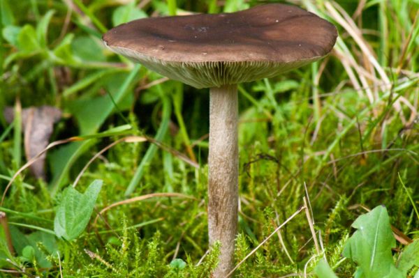 2017-09-24 - NSG Storchengraben Herne