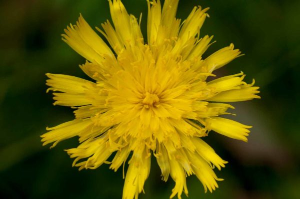 2017-09-24 - NSG Storchengraben Herne