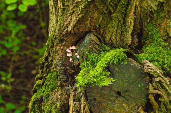 2017-09-24 - NSG Storchengraben Herne