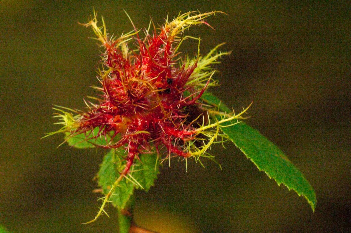 2017-09-24 - NSG Storchengraben Herne