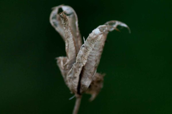 2017-09-24 - NSG Storchengraben Herne