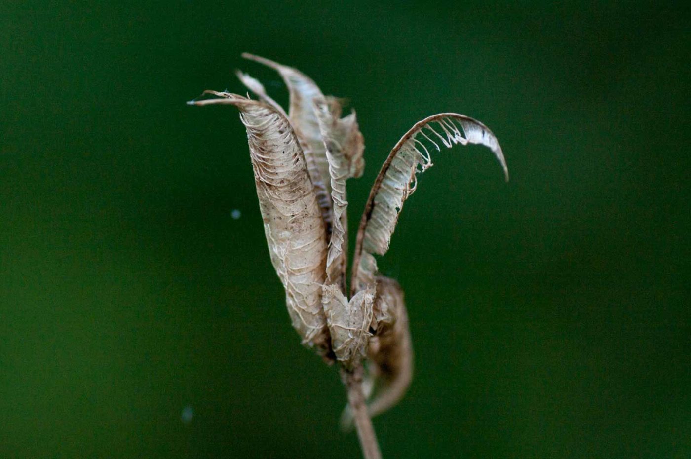 2017-09-24 - NSG Storchengraben Herne