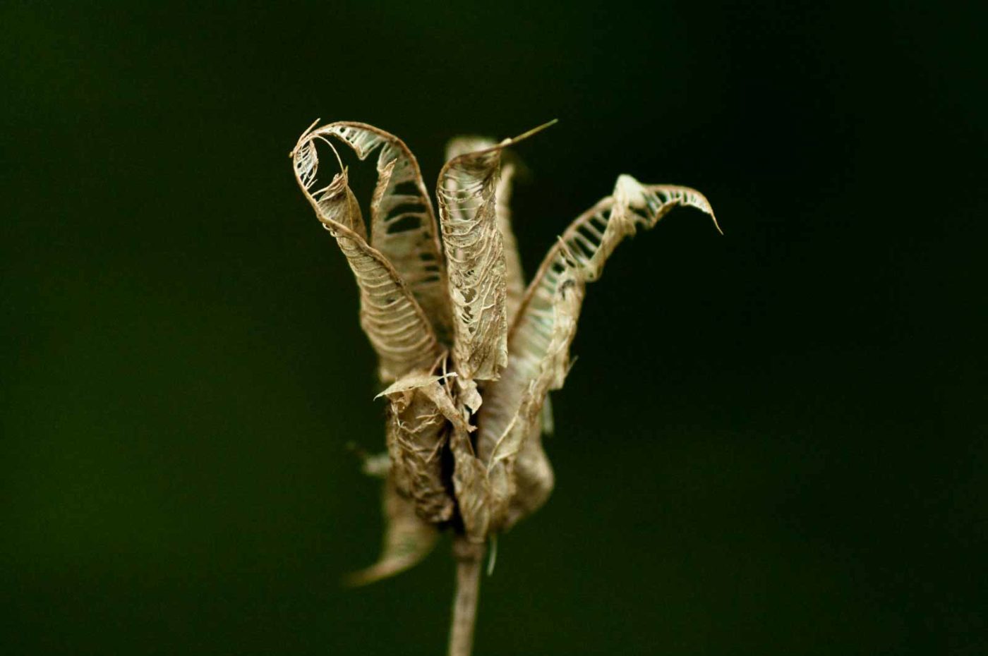 2017-09-24 - NSG Storchengraben Herne