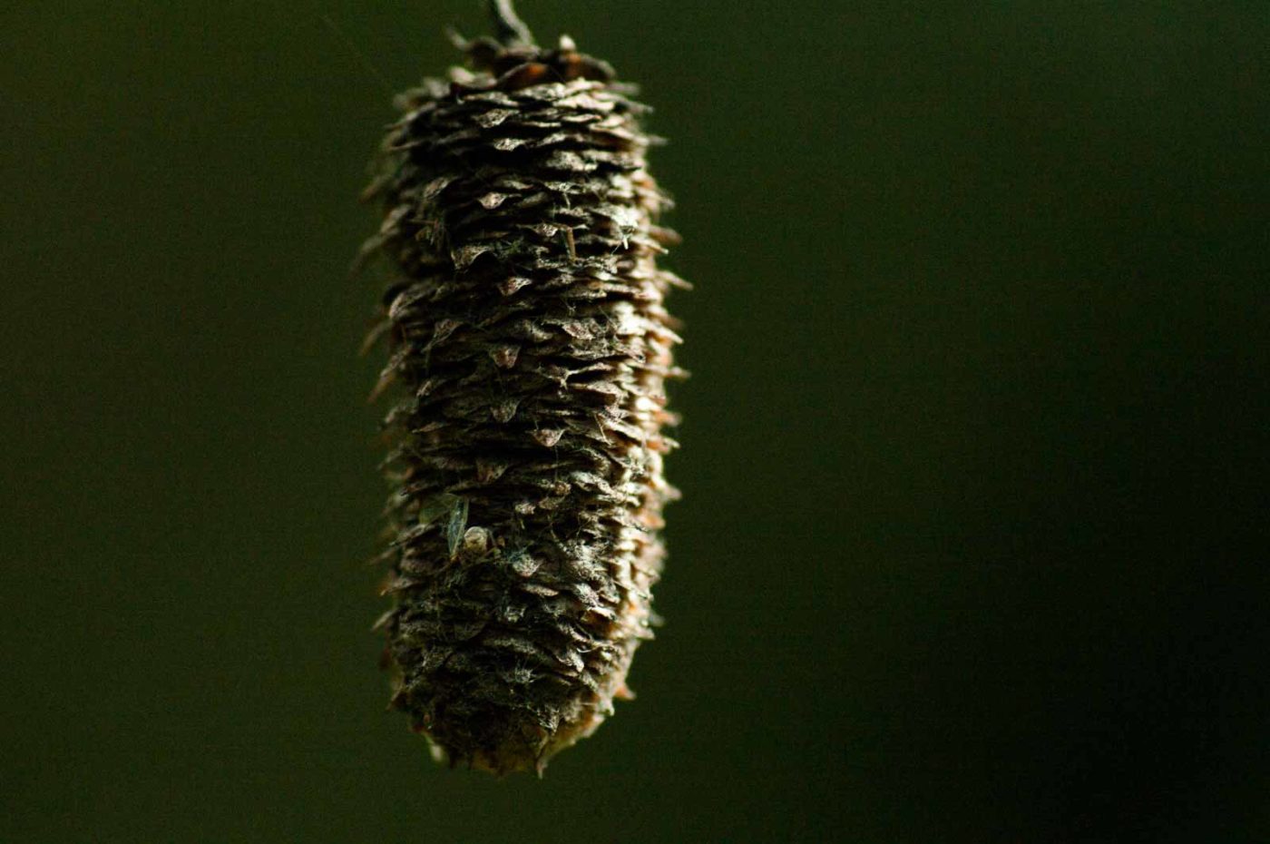 2017-09-24 - NSG Storchengraben Herne