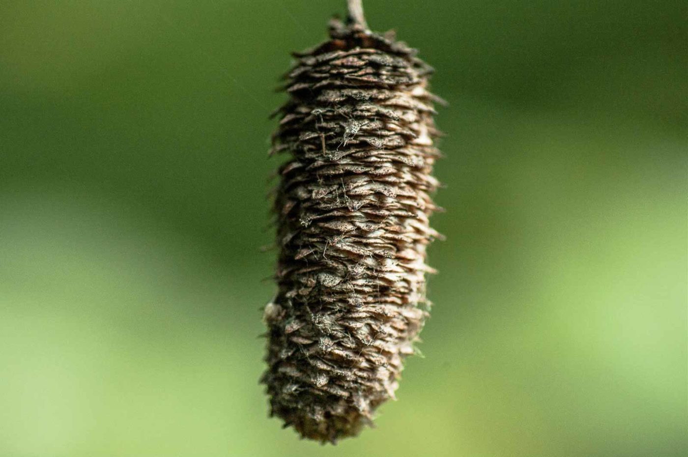 2017-09-24 - NSG Storchengraben Herne