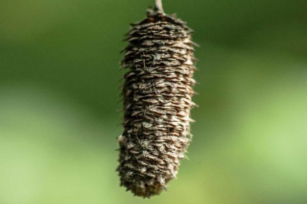 2017-09-24 - NSG Storchengraben Herne