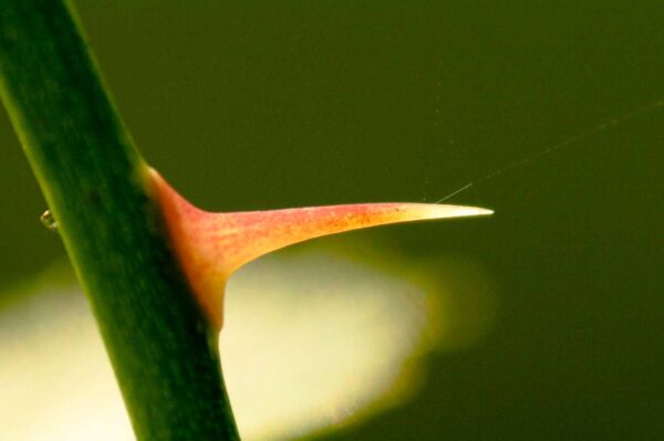 2017-09-24 - NSG Storchengraben Herne