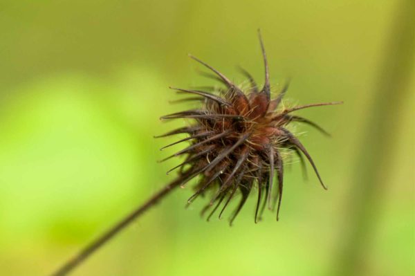 2017-09-24 - NSG Storchengraben Herne