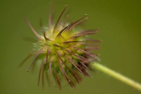 2017-09-24 - NSG Storchengraben Herne