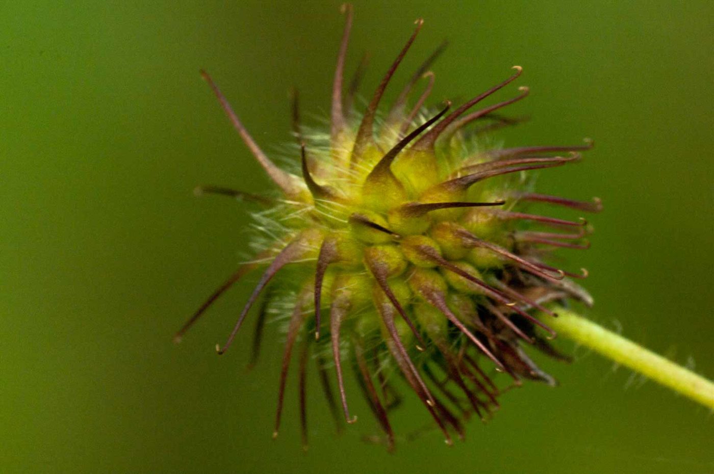 2017-09-24 - NSG Storchengraben Herne