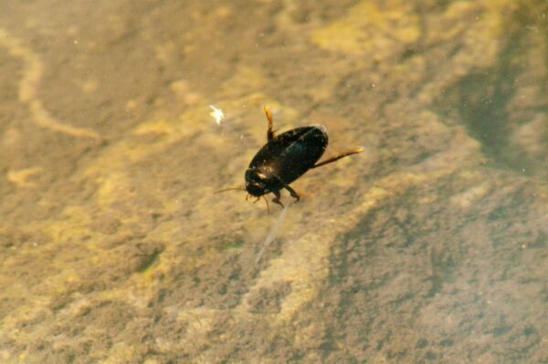 2017-09-24 - NSG Storchengraben Herne