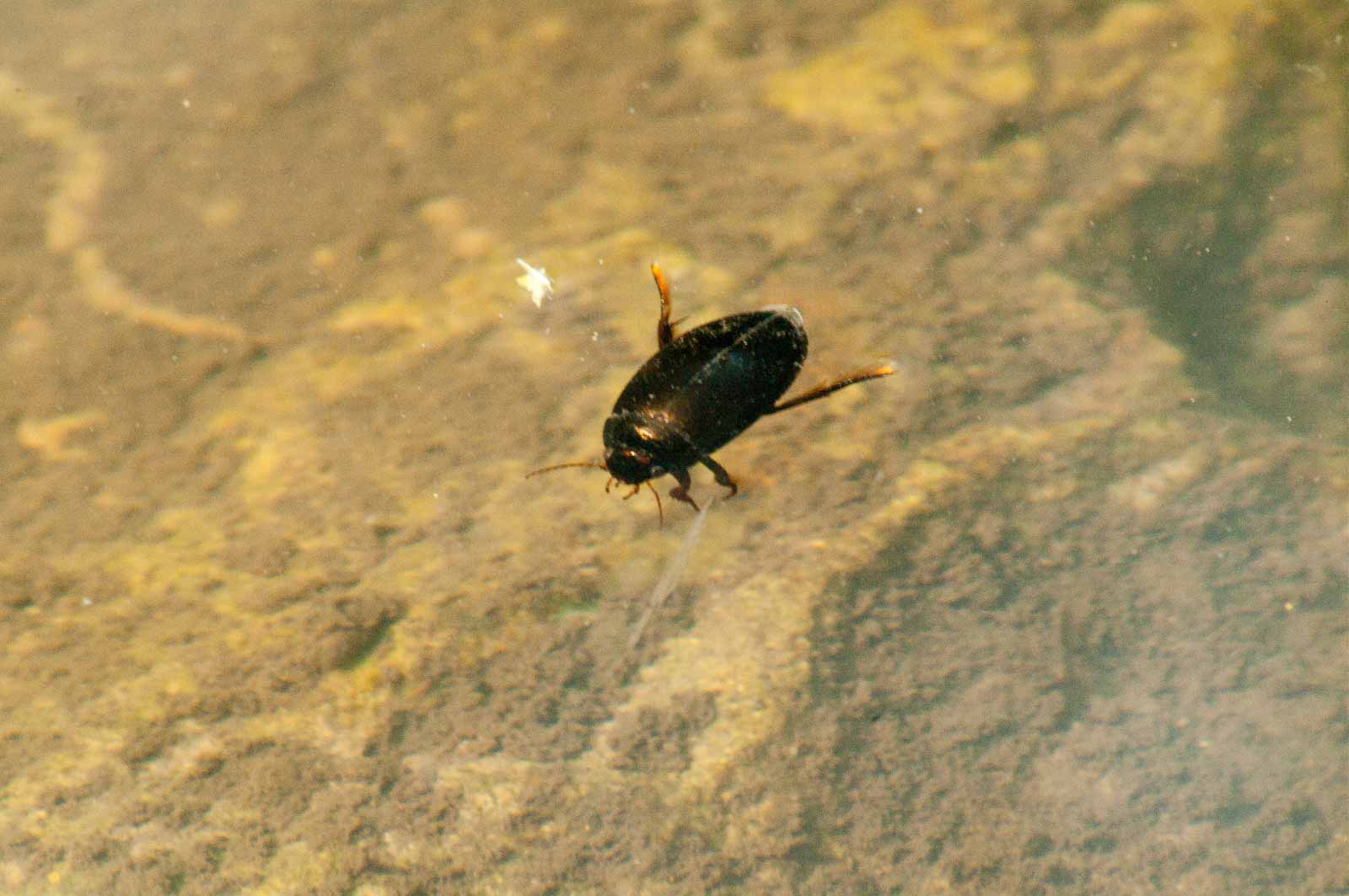 °dunkler teichschwimmer°