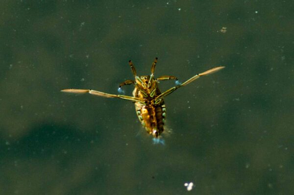 2017-09-24 - NSG Storchengraben Herne