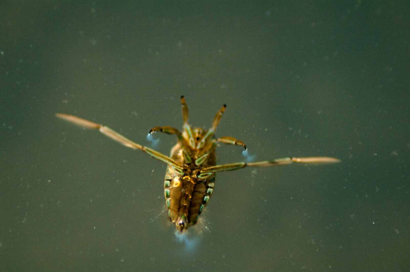 2017-09-24 - NSG Storchengraben Herne