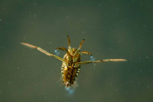 2017-09-24 - NSG Storchengraben Herne