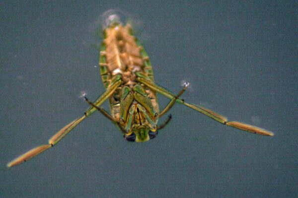 2017-09-24 - NSG Storchengraben Herne