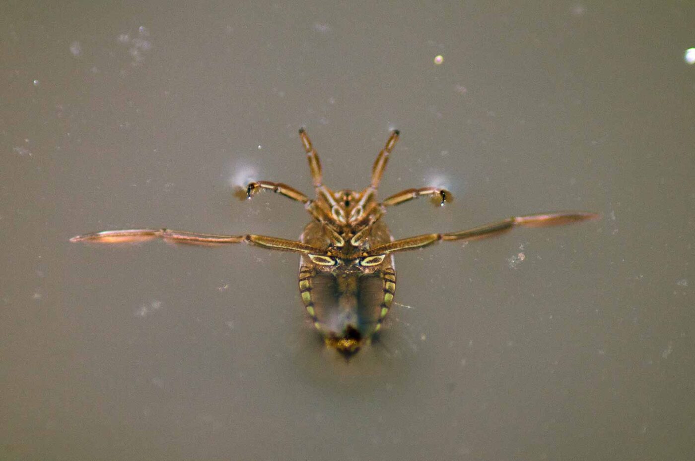 2017-09-24 - NSG Storchengraben Herne