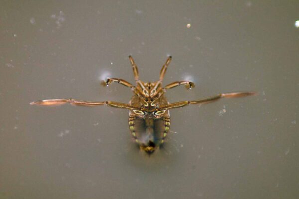 2017-09-24 - NSG Storchengraben Herne