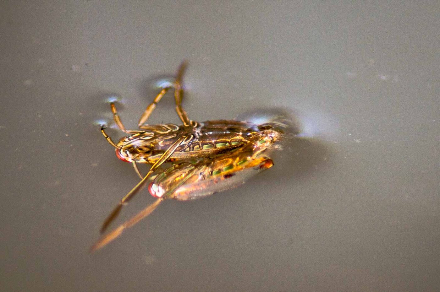 2017-09-24 - NSG Storchengraben Herne