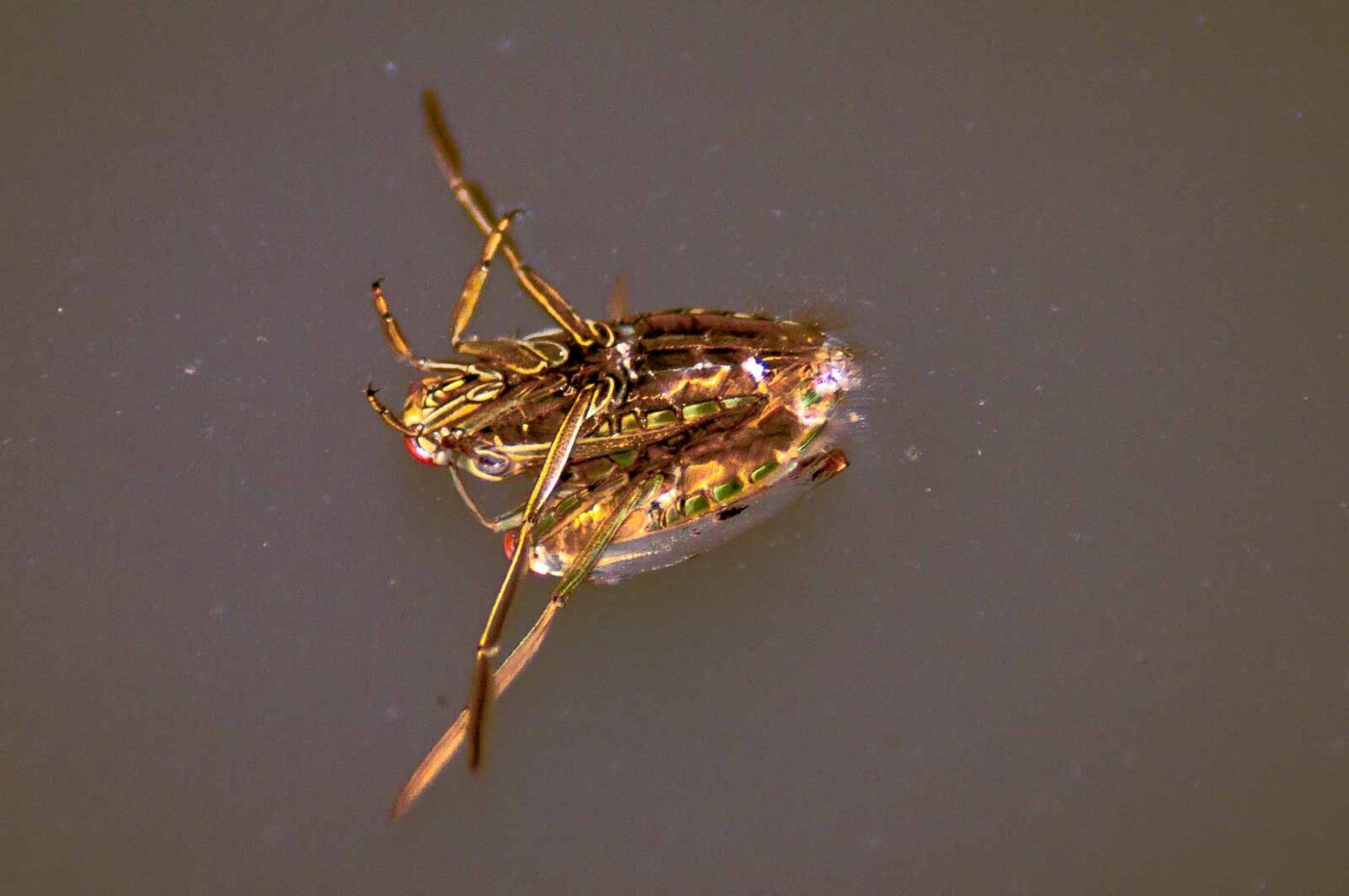 2017-09-24 - NSG Storchengraben Herne