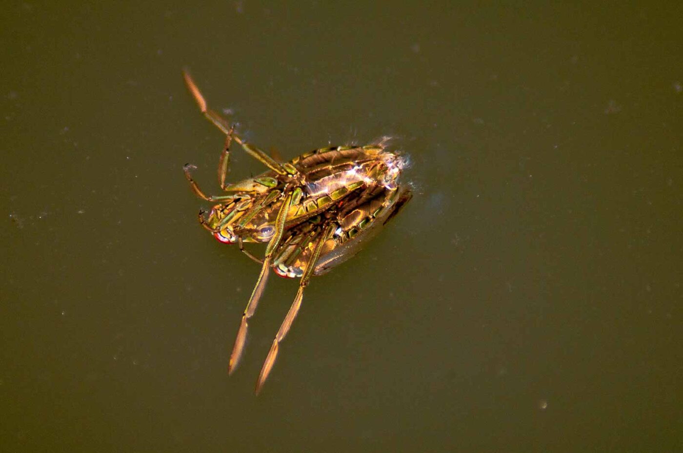 2017-09-24 - NSG Storchengraben Herne